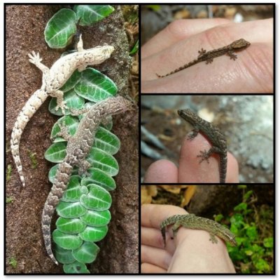 gekko's.jpg gekko's.jpg