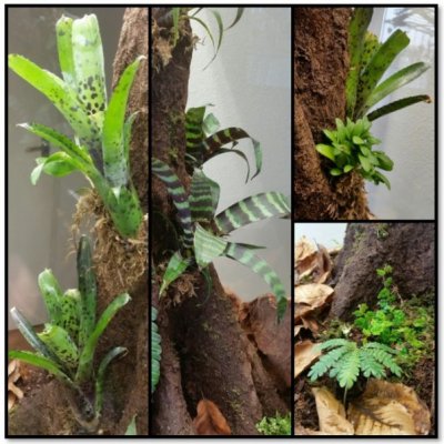 planten.jpg planten.jpg