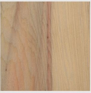 Parana Pine.JPG