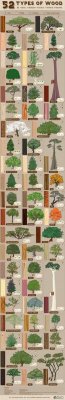 Infographic - Trees of 52 kinds of wood.jpg