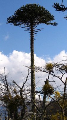 Monkey puzzle tree.jpg