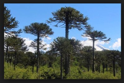 araucaria forest.jpg