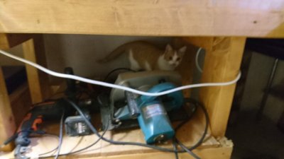 IMG-20190320-WA0005.jpg IMG-20190320-WA0005.jpg