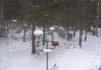 Feeder with Blue Jay.jpg