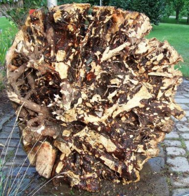 Maple rootburl.jpg