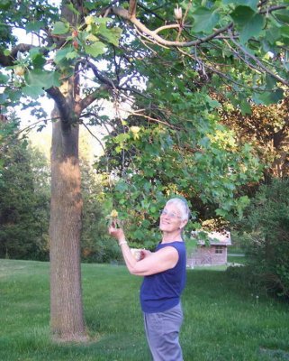 Tulip tree:Yellow Poplar.jpg