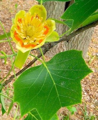 tulip tree.jpg