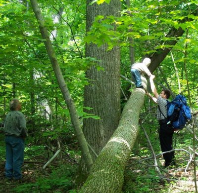 Yellow Poplar.jpg Yellow Poplar.jpg