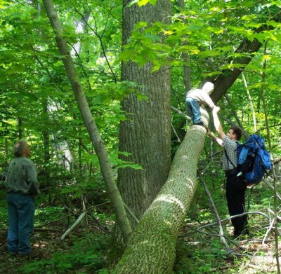 Yellow Poplar.jpg