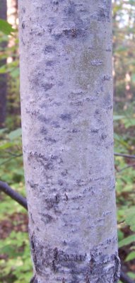 Aspen tree.jpg