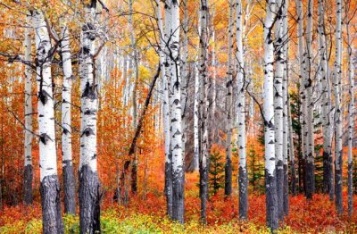 aspen-trees.jpg