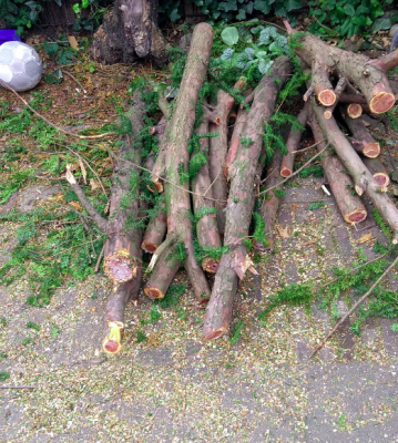 taxus.png taxus.png