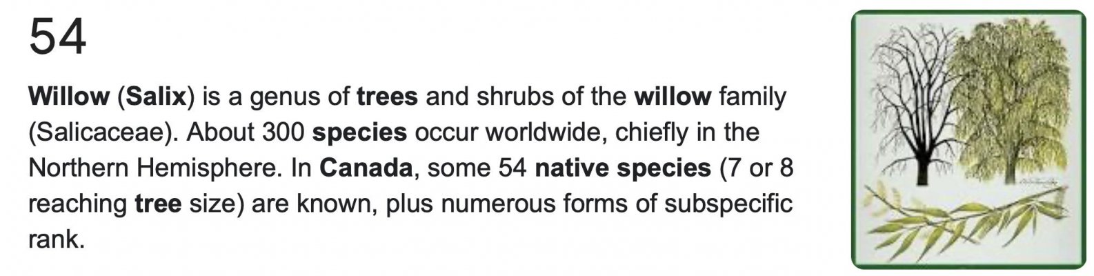 Willow species in Canada.jpg