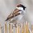 Sparrows